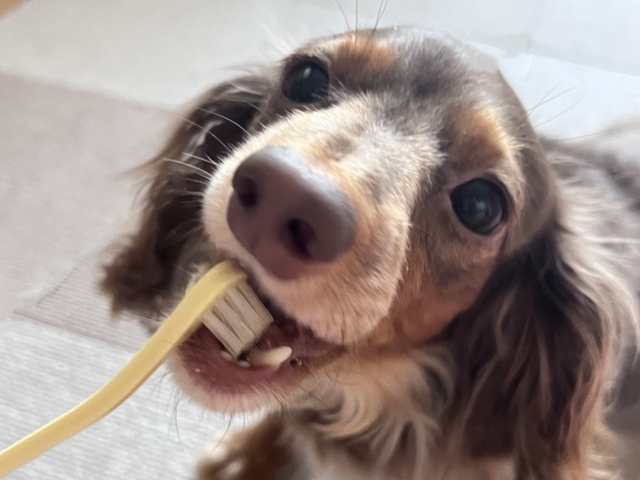 犬、歯ブラシ