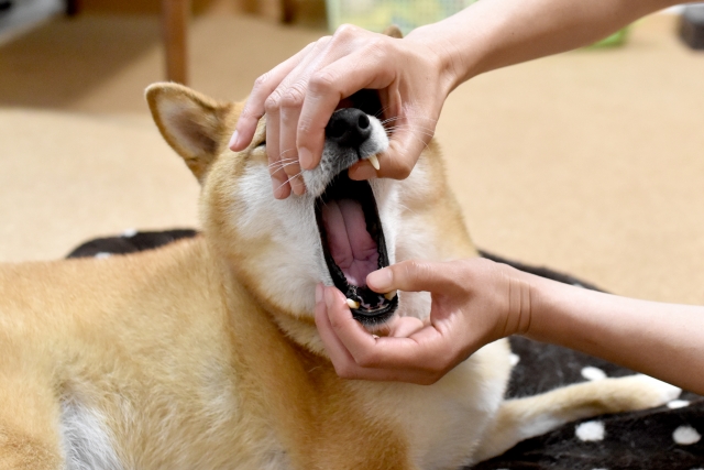 柴犬、口を開ける