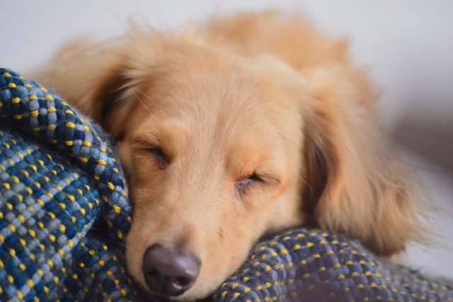 犬、寝顔