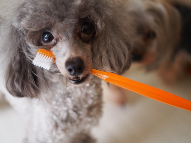 犬、歯ブラシ、咥える