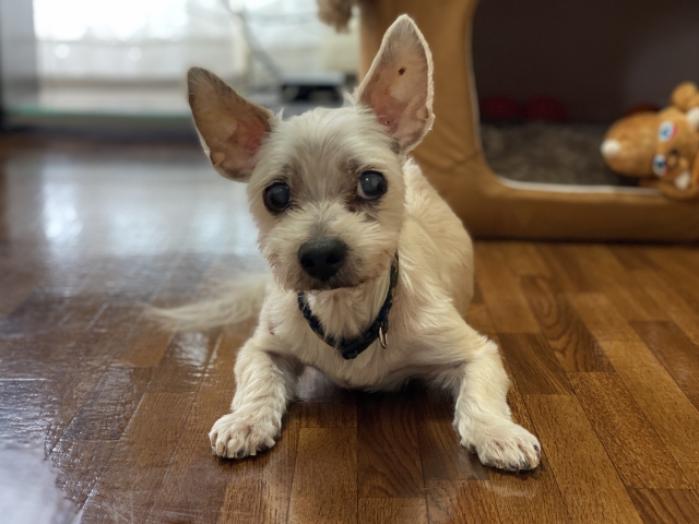 伏せる犬