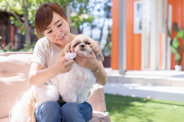 お手入れされる犬