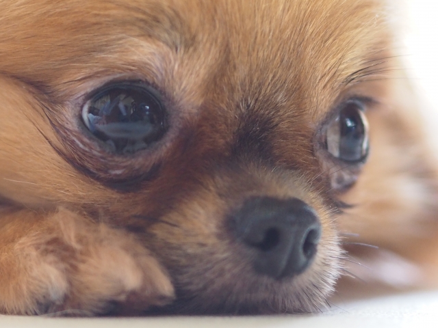 犬の顔のアップ