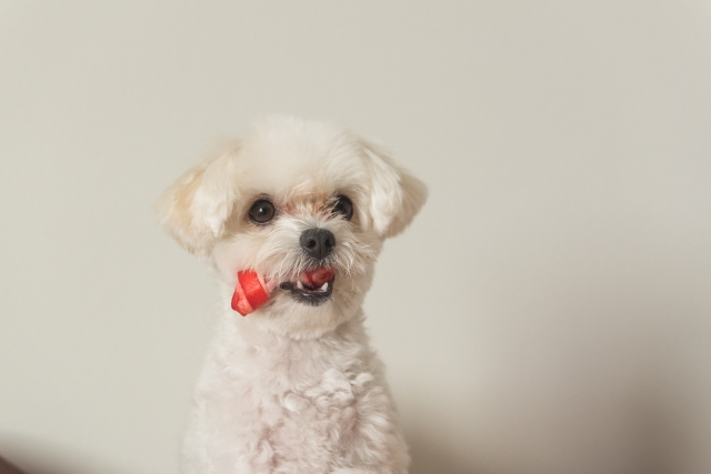 犬