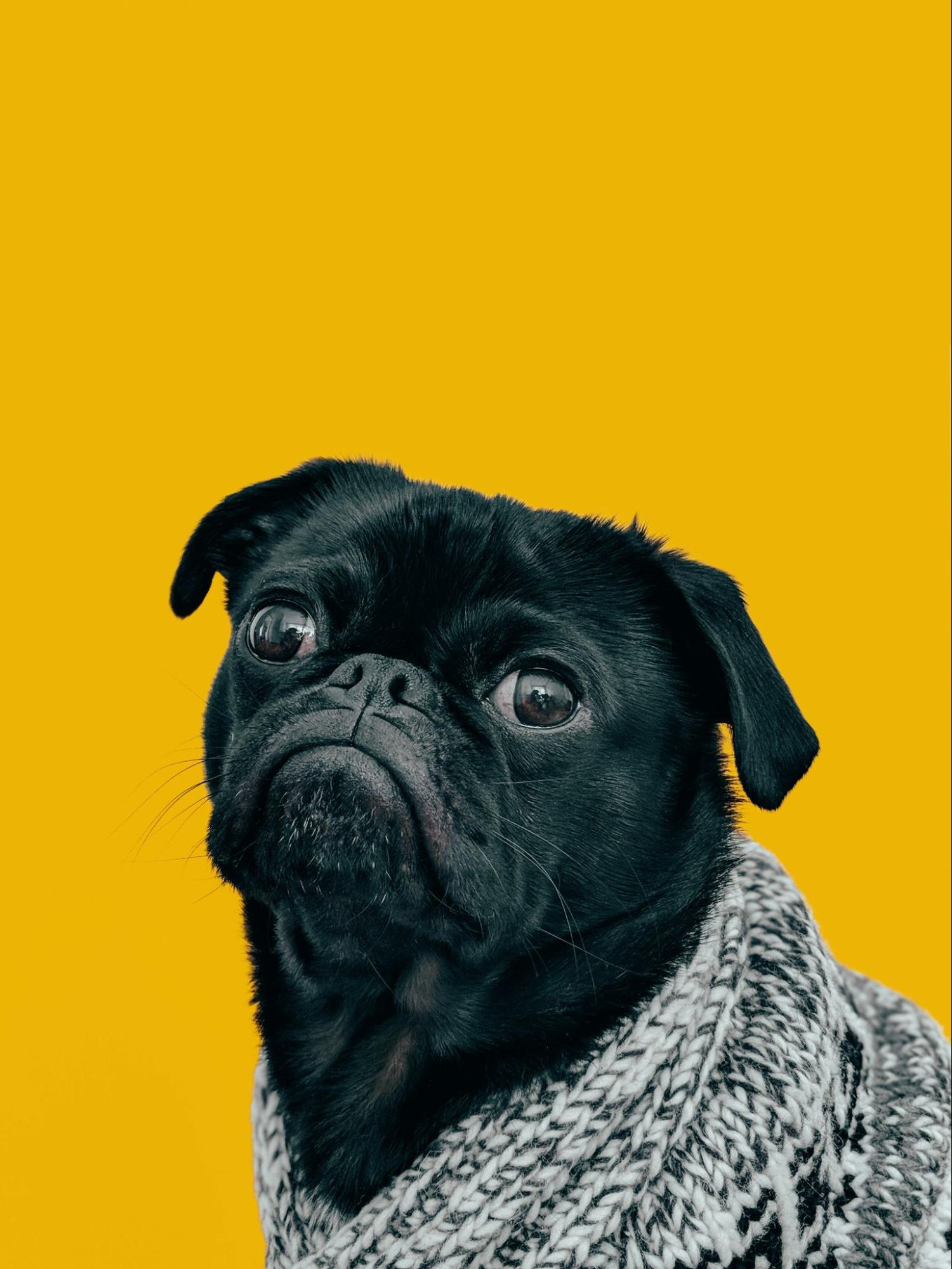 犬