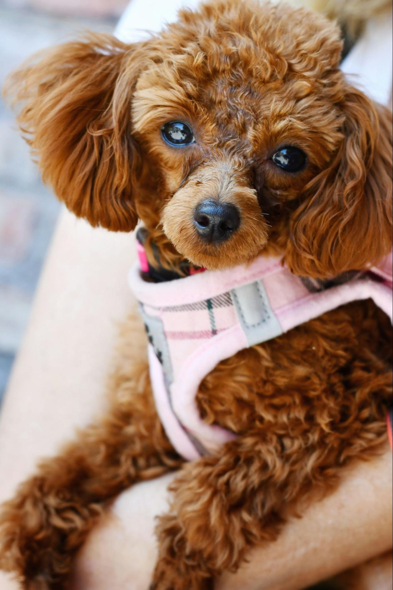 犬