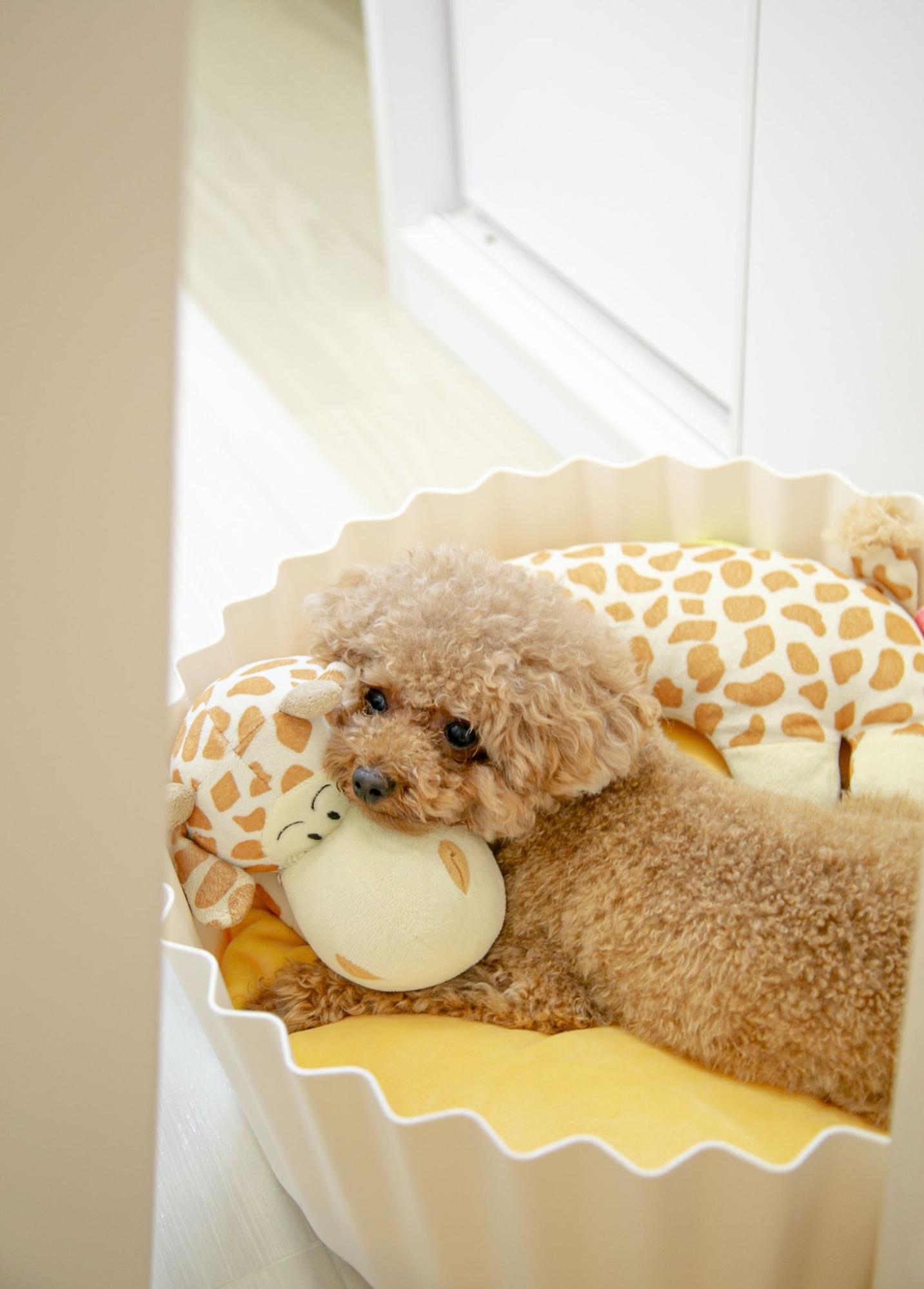 犬