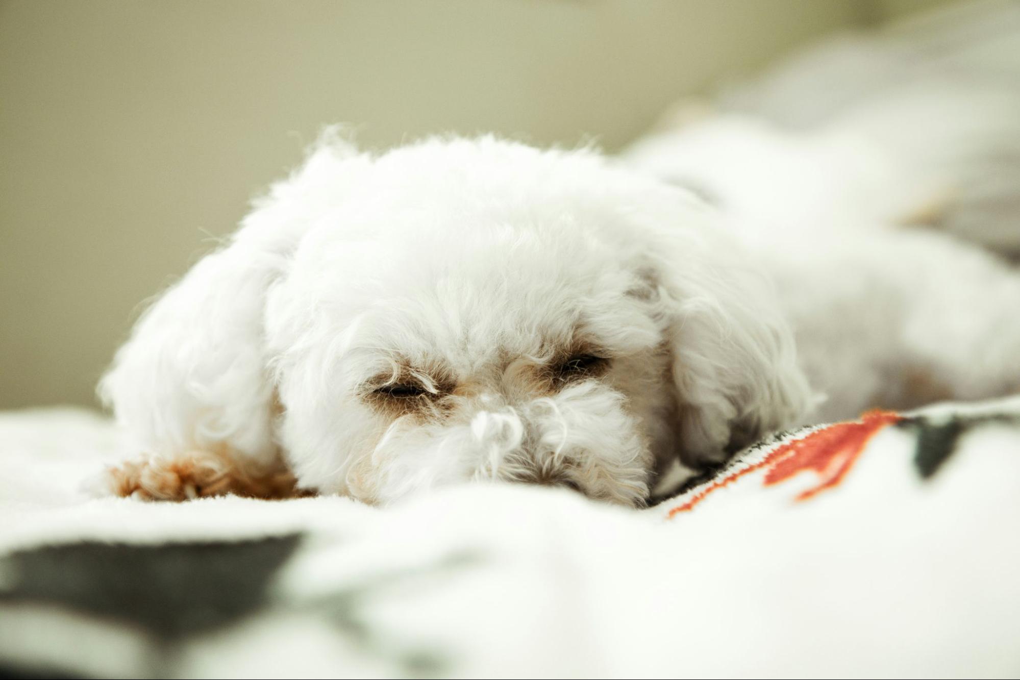 犬