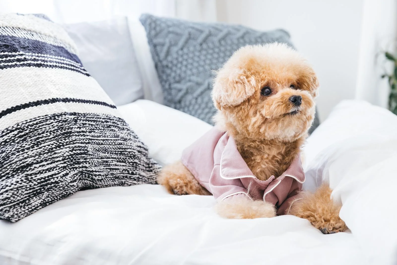 犬