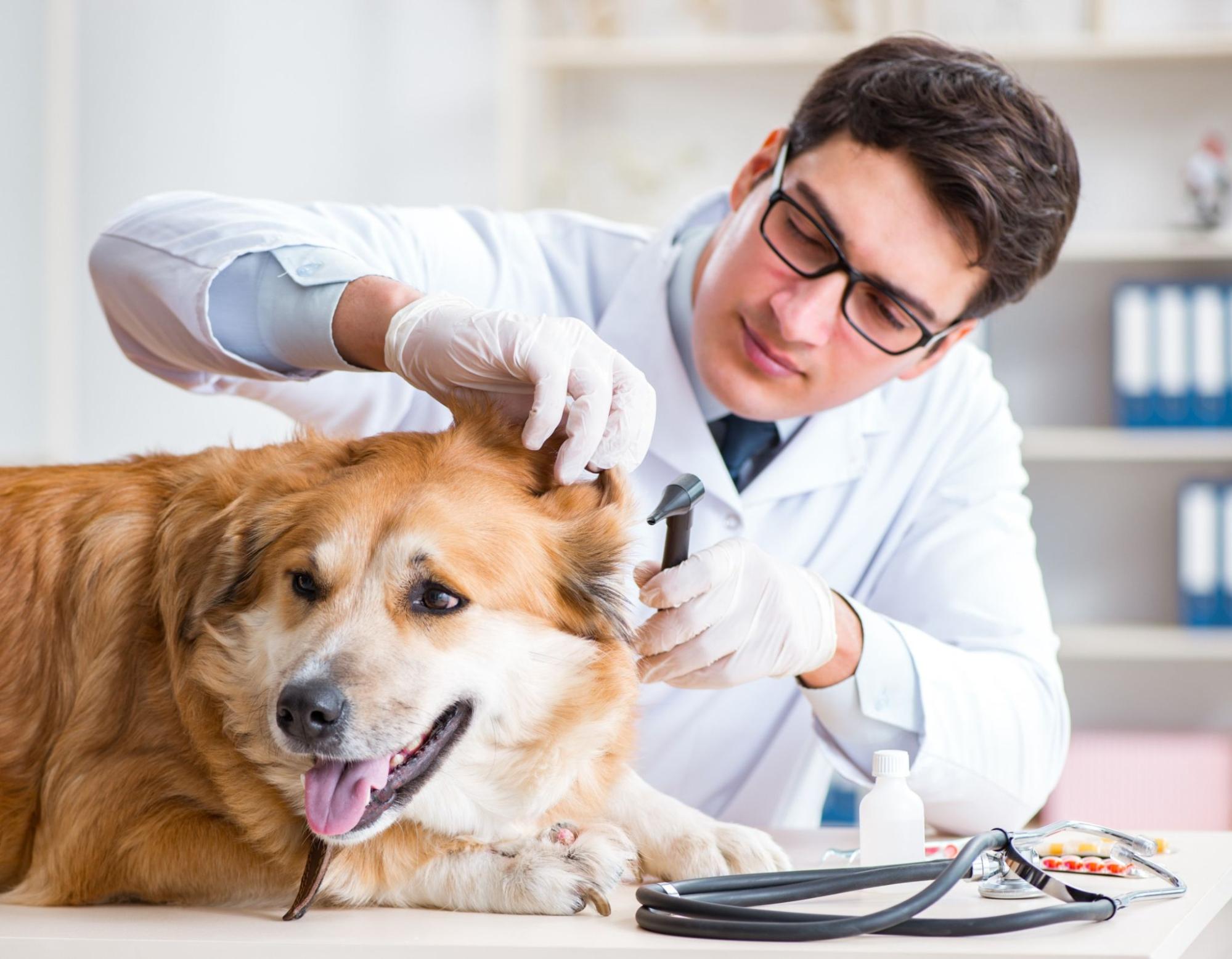犬、検診、獣医師