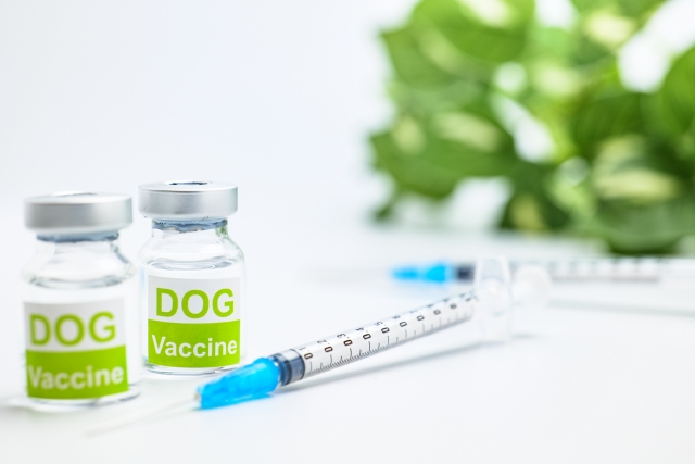 犬、予防接種
