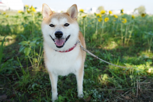 柴犬、ひまわり畑