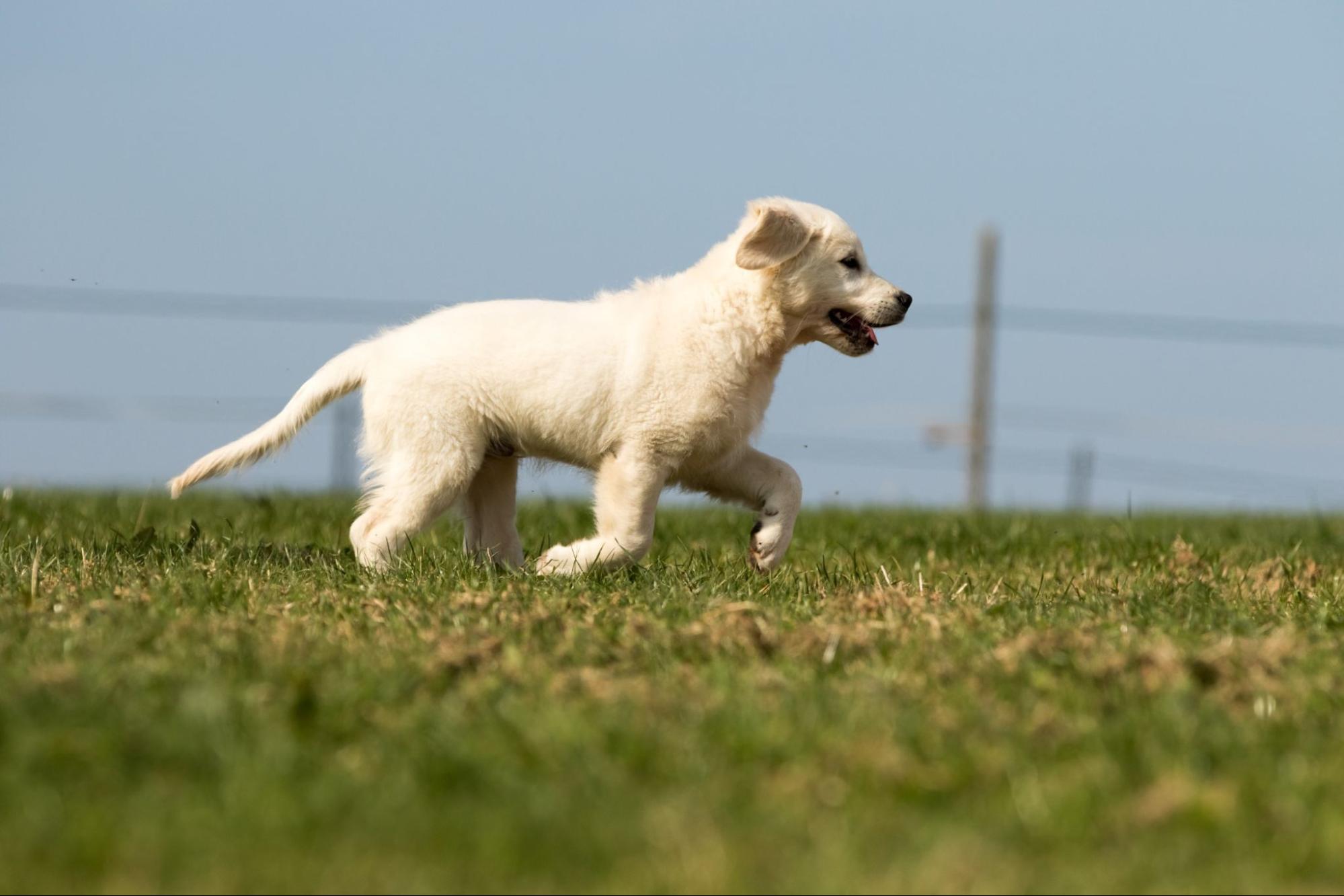 犬、走る、草むら