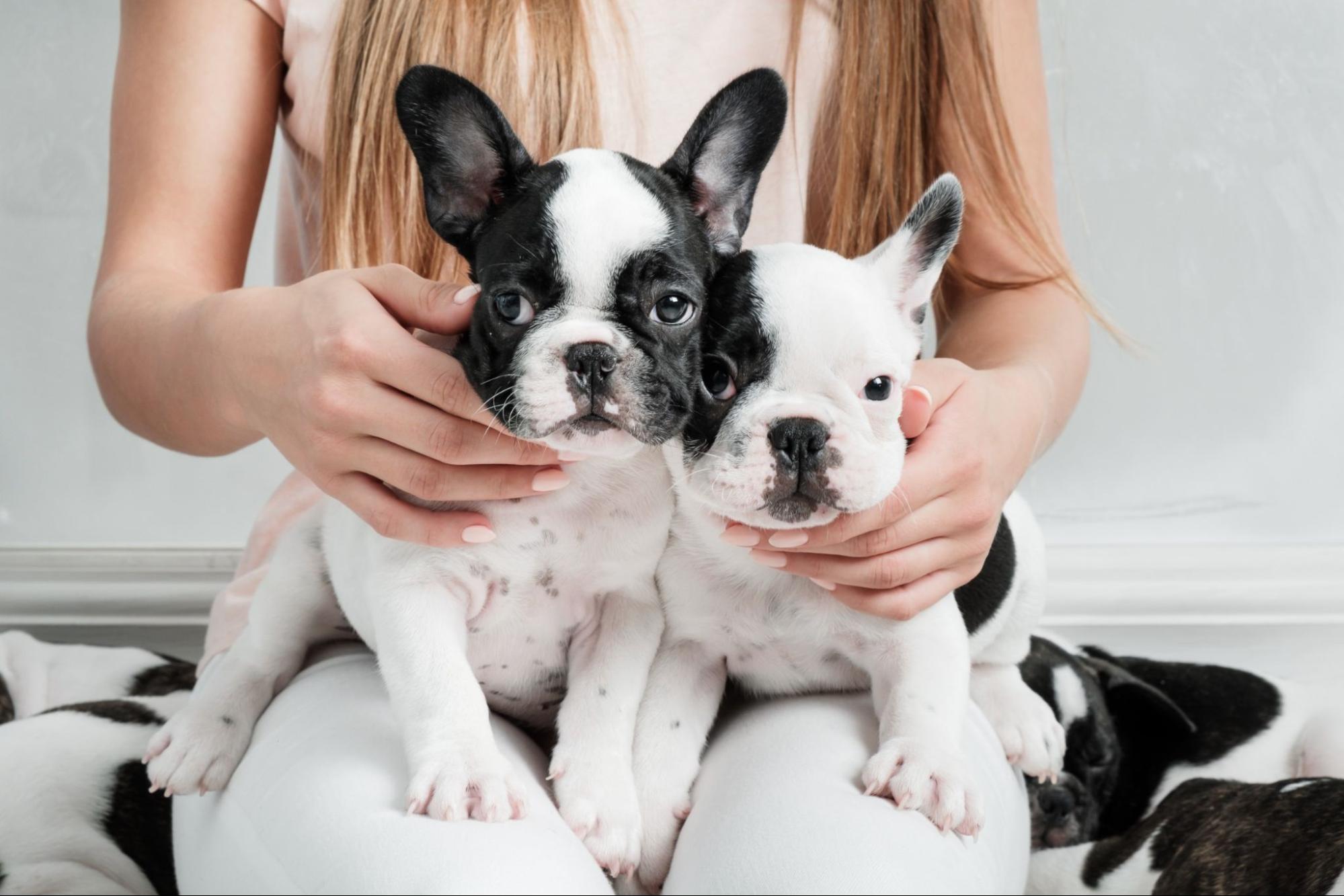 犬、2匹、見つめる