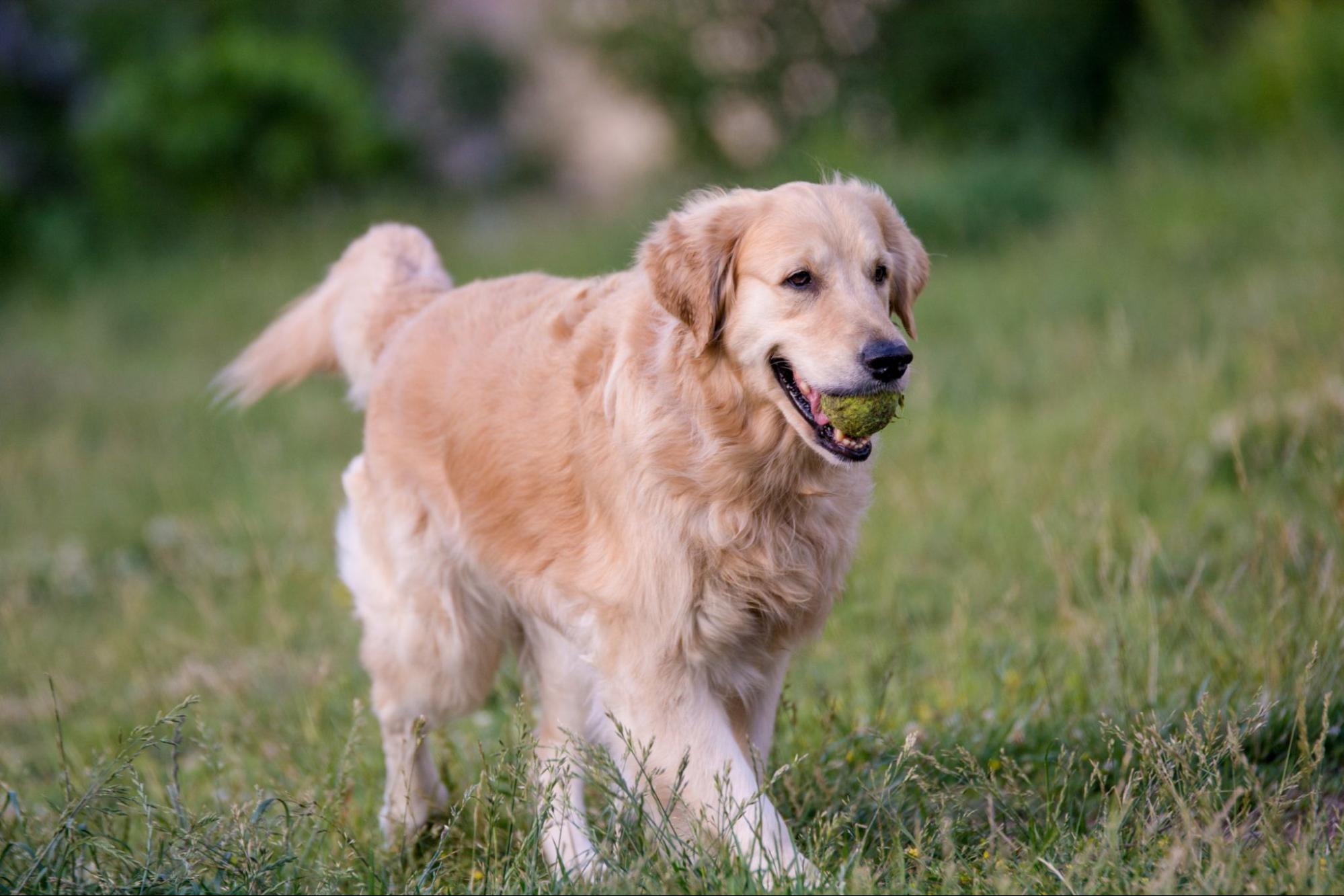 犬、ボール、咥える、野外