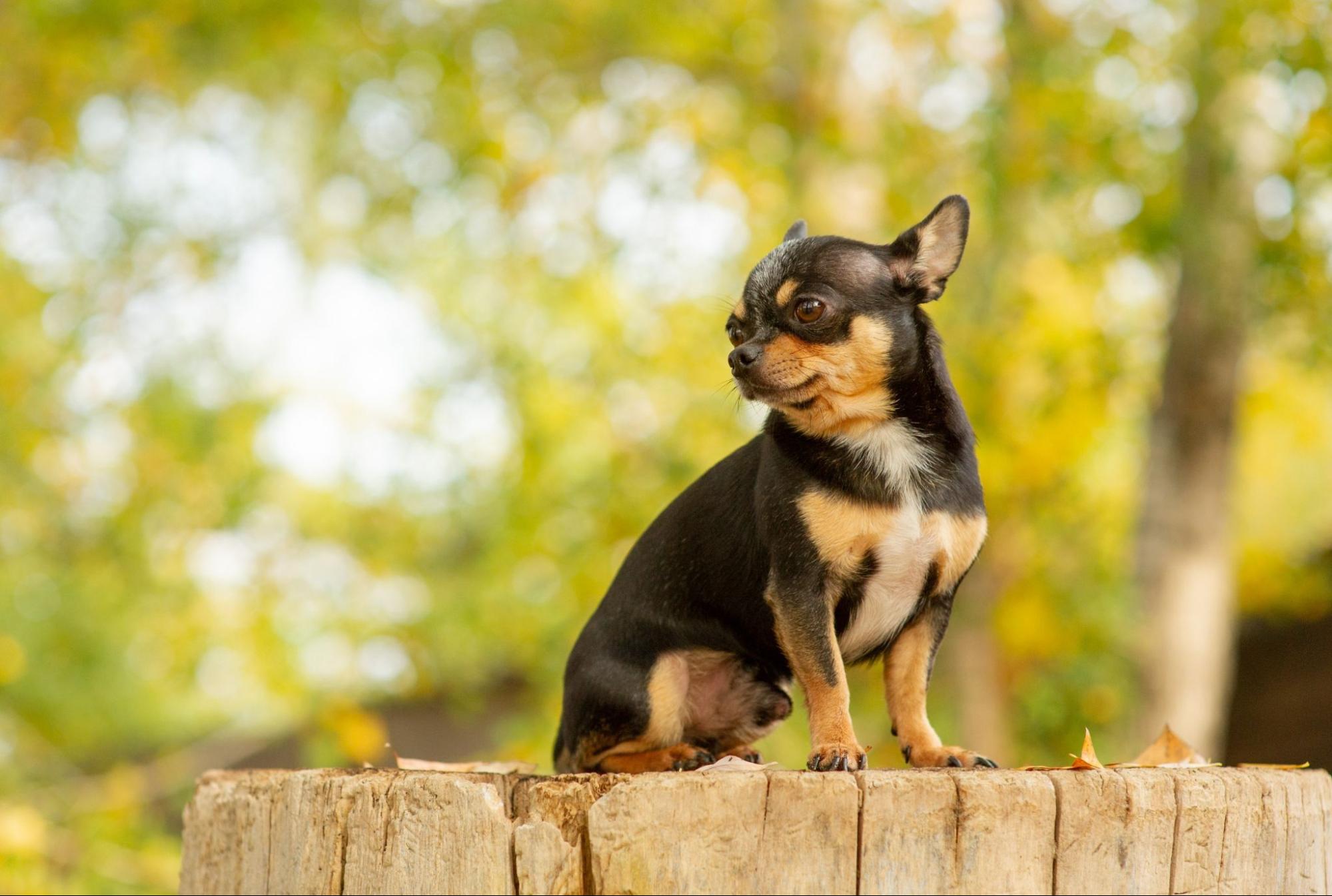 犬、野外、横を向く