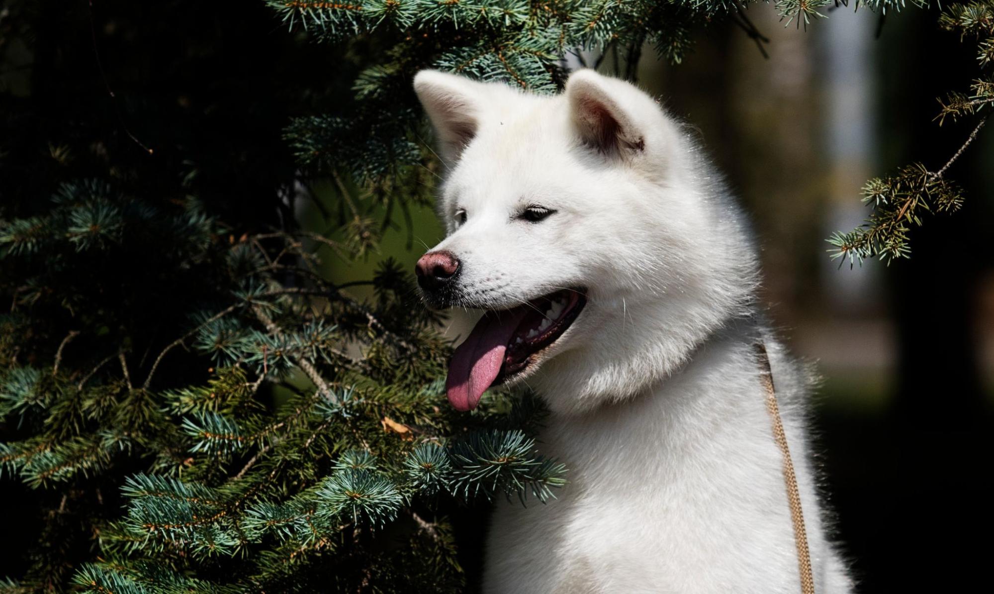 秋田犬、自然、散歩