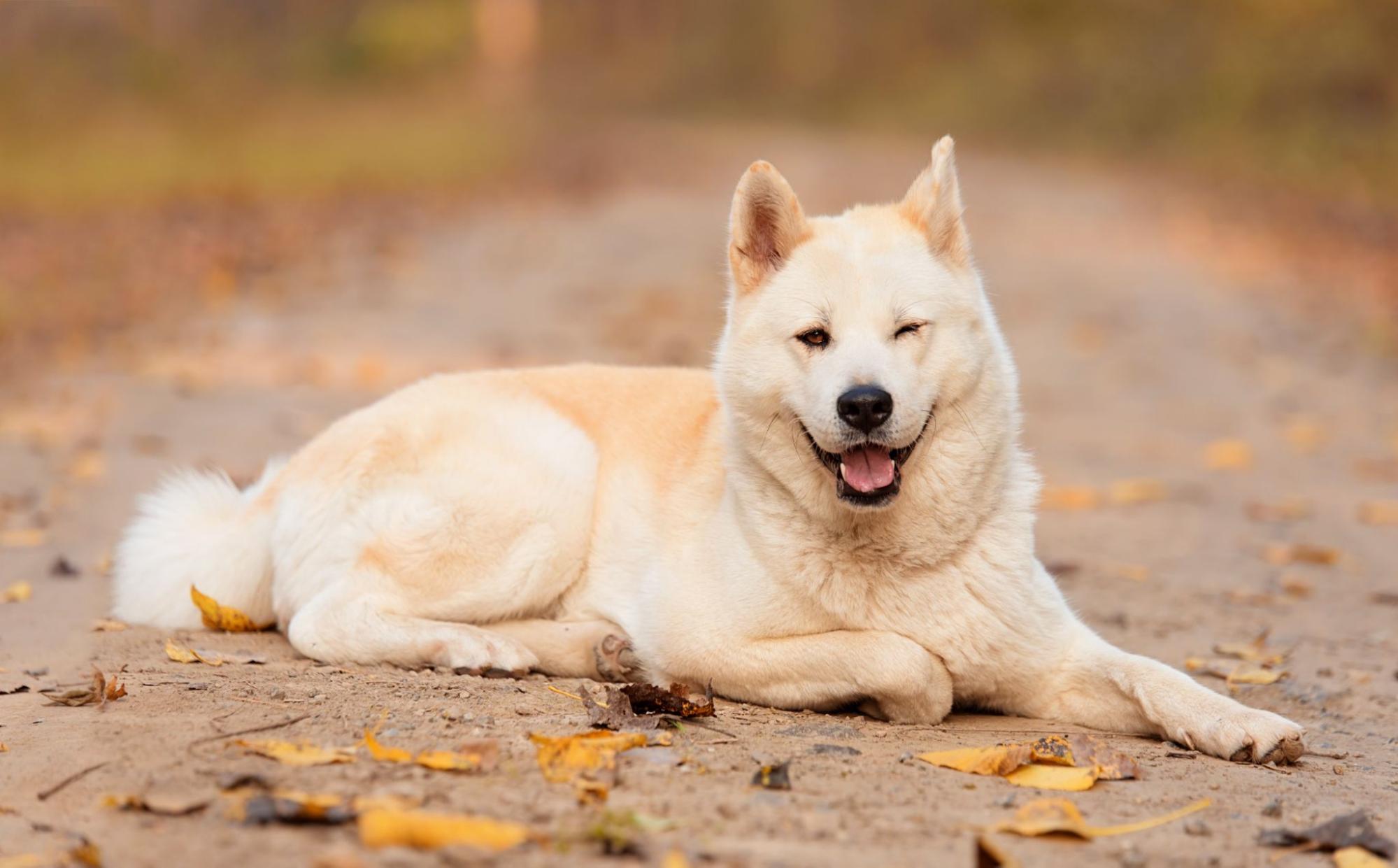 秋田犬、伏せ、野外