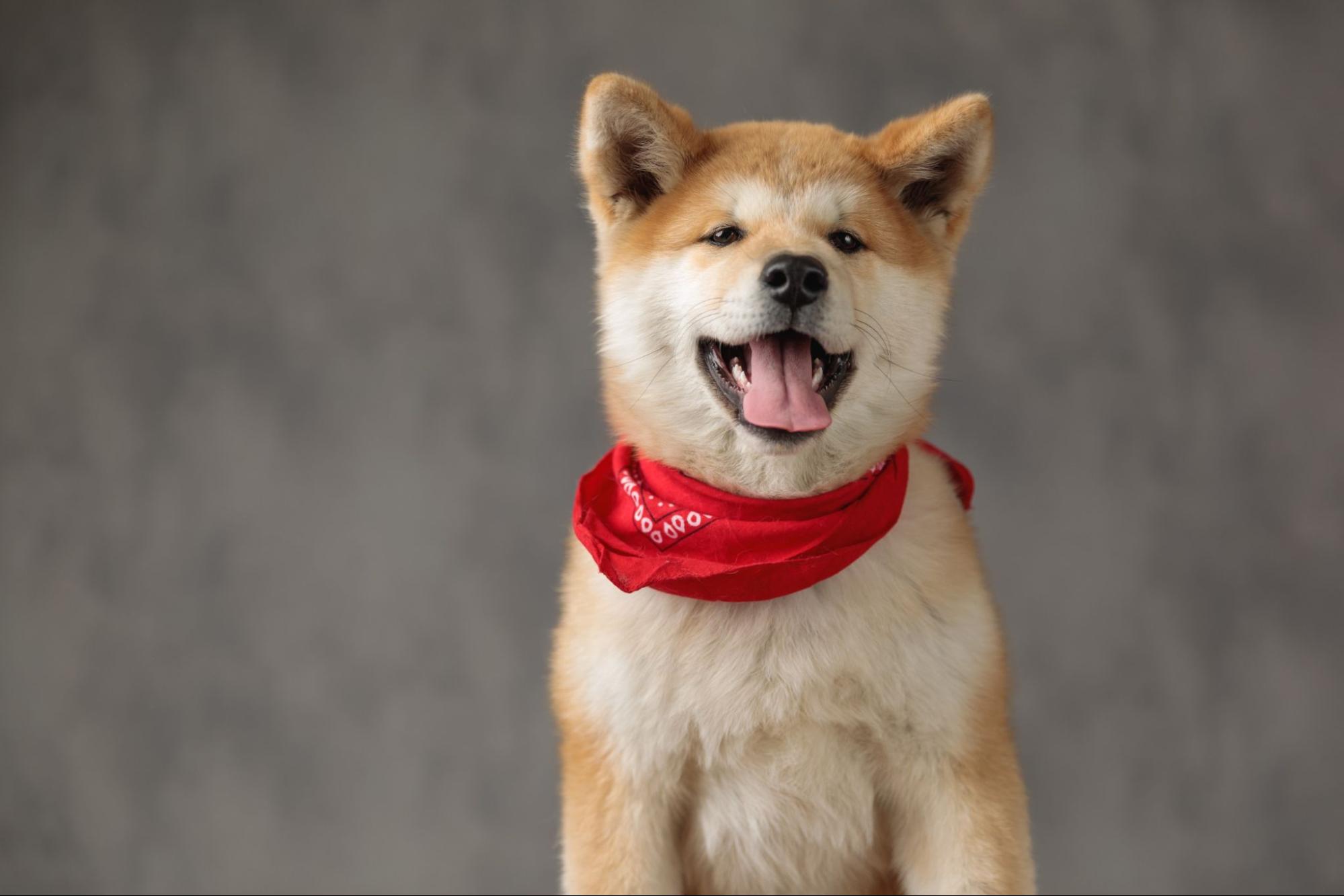 秋田犬、バンダナ、室内