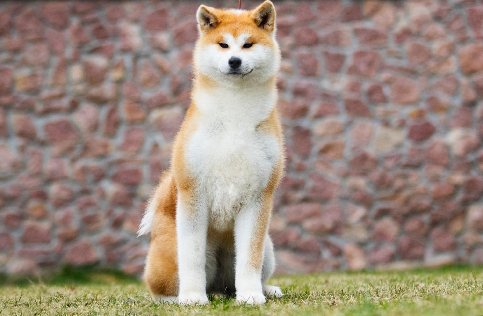 秋田犬、お座り、野外、芝生