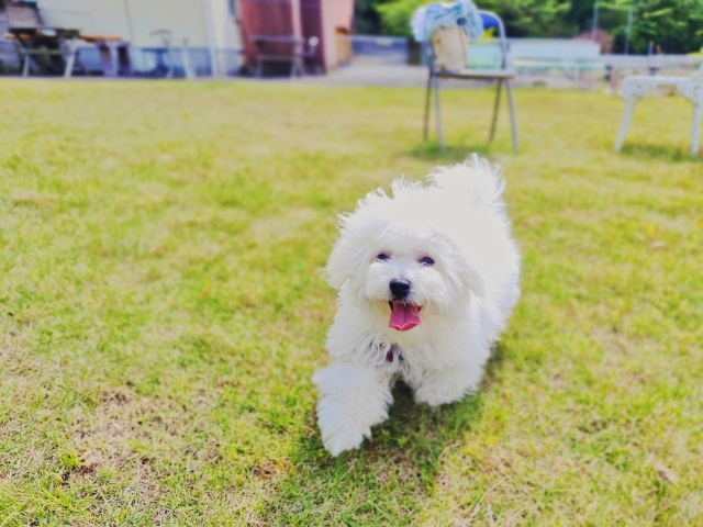 ボロニーズ、芝生、お散歩