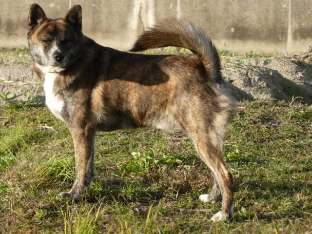 甲斐犬、全身、庭