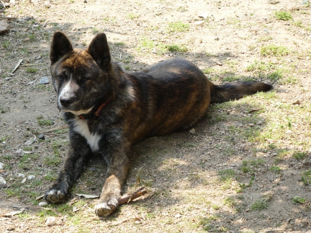 甲斐犬、伏せ