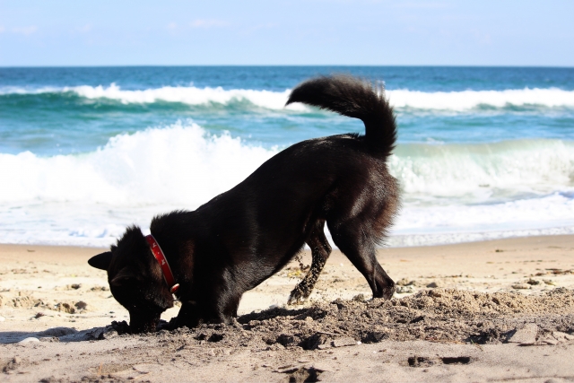 甲斐犬、海