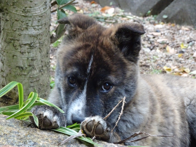 甲斐犬、山