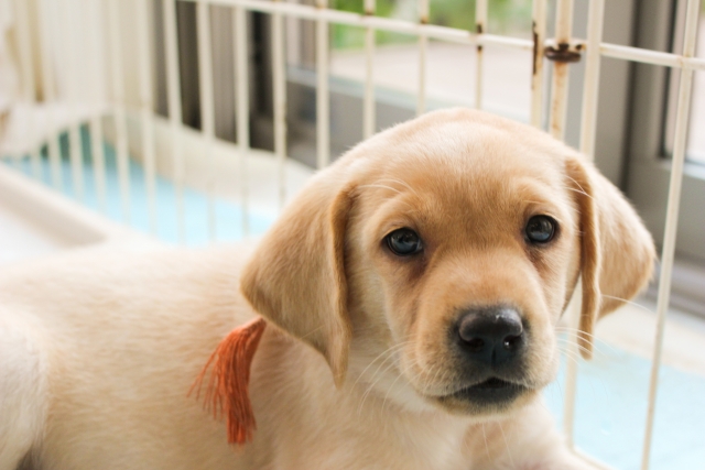 ラブラドール・レトリバー・子犬