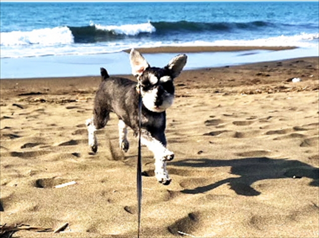 ミニチュアシュナウザー、海岸