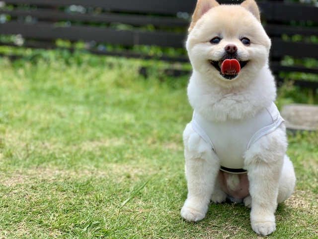 ポメラニアン、お座り、芝生