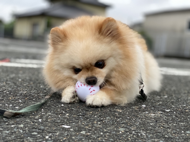 ポメラニアン、ボール遊び