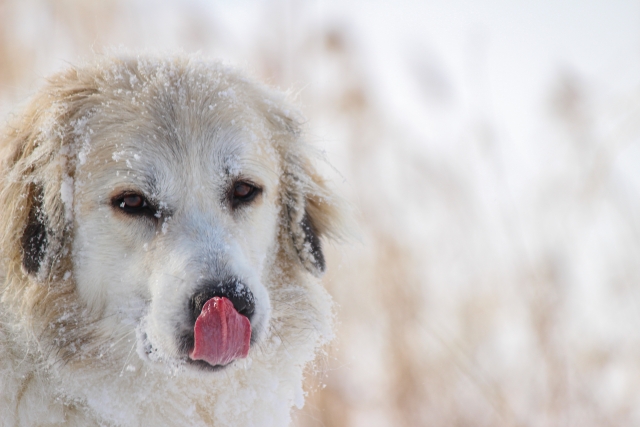 グレートピレニーズ、雪