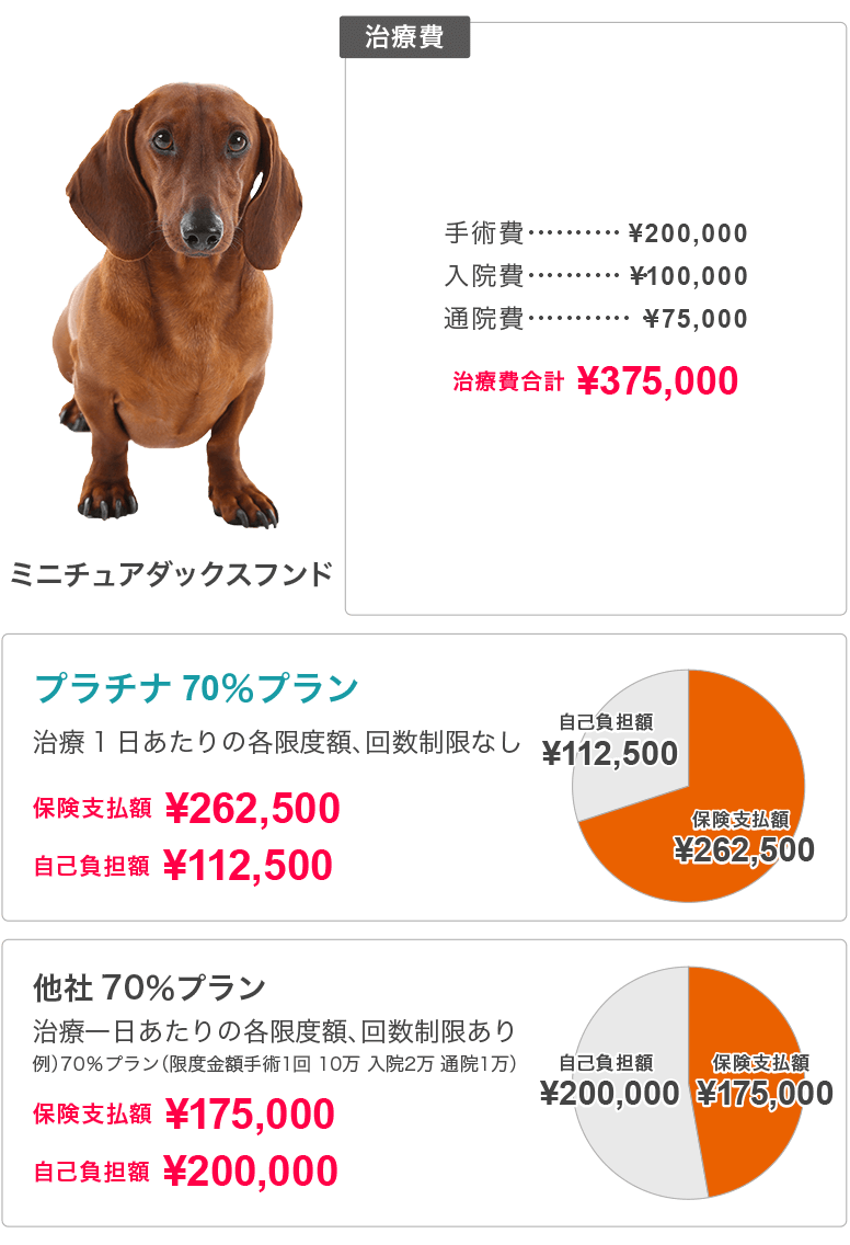 ミニチュア ダックスフンドのペット保険