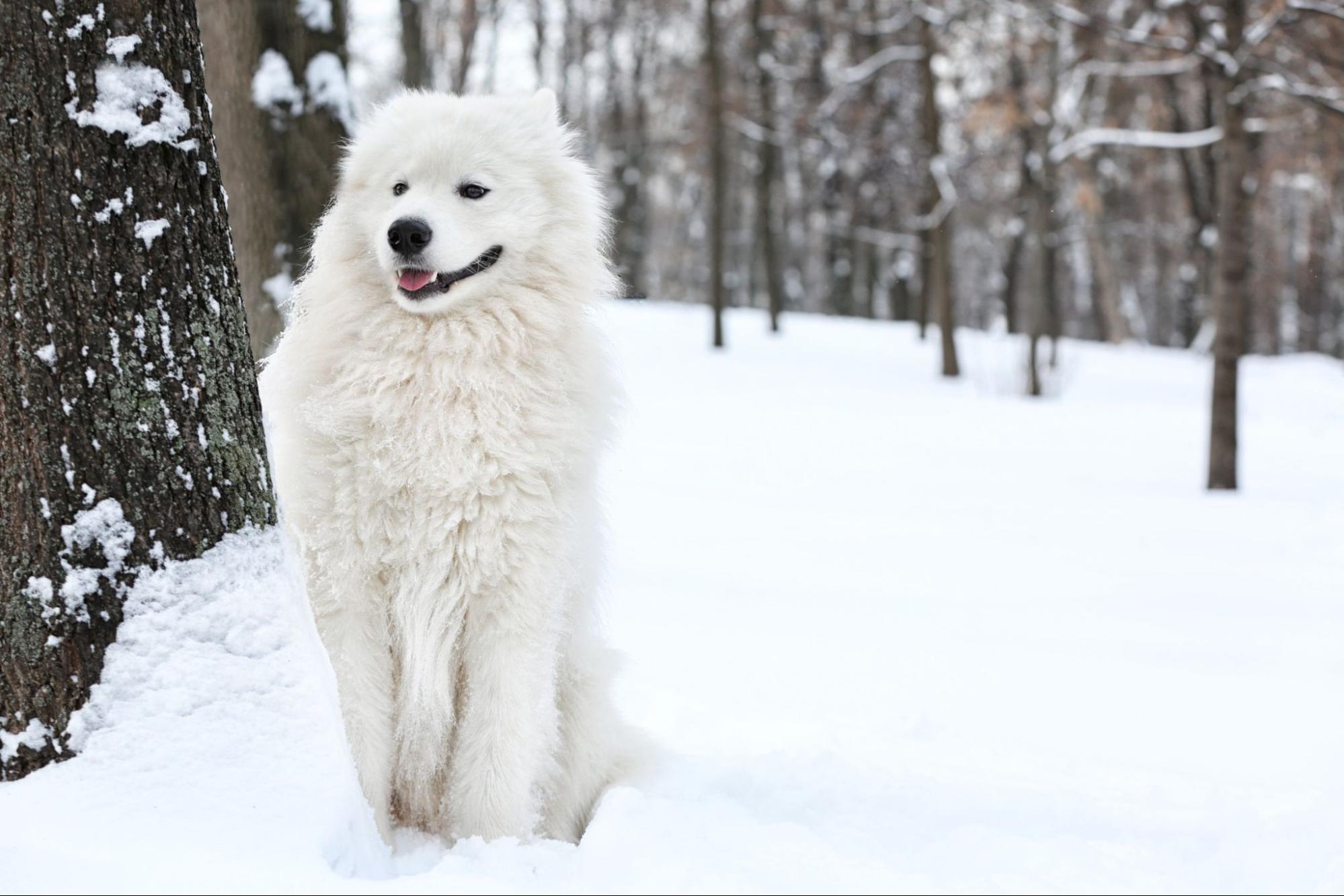 サモエド、雪国、お座り