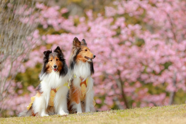 シェットランド・シープドッグ、桜