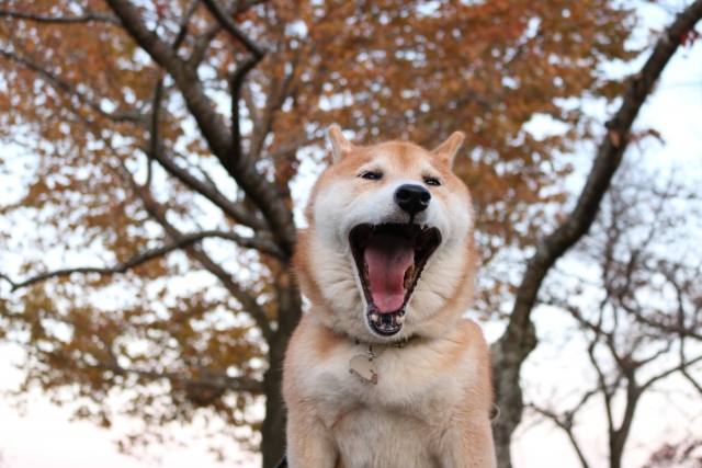 柴犬、あくび