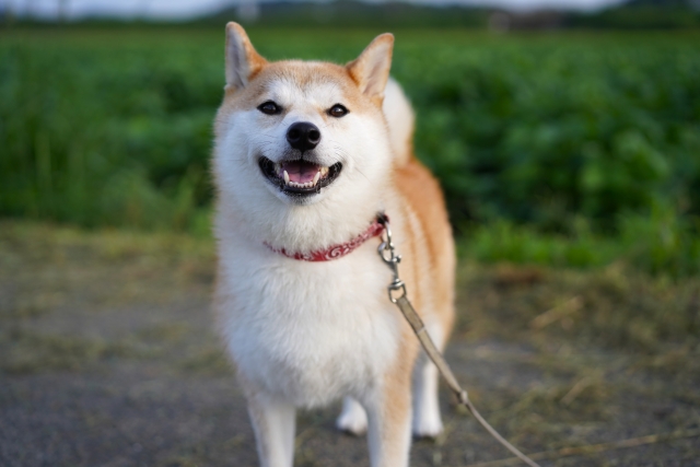 柴犬、散歩道、リード