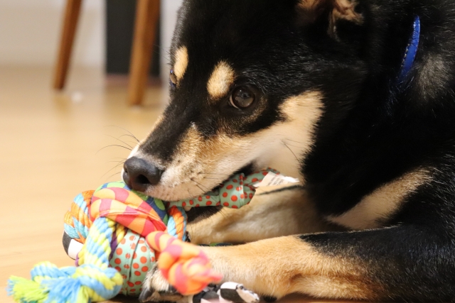 柴犬、おもちゃ