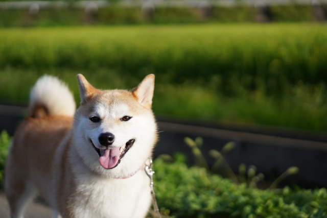 柴犬、緑、散歩