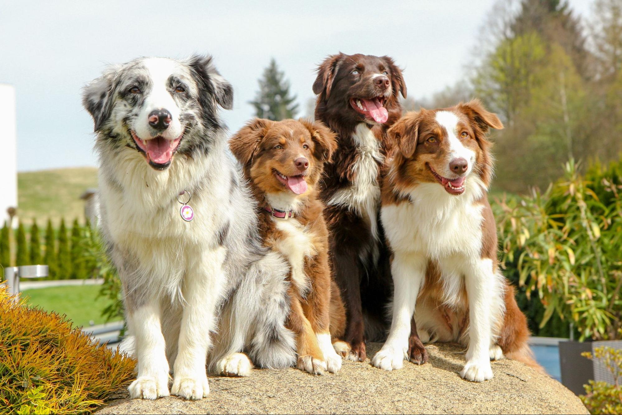 大型犬、4匹、野外