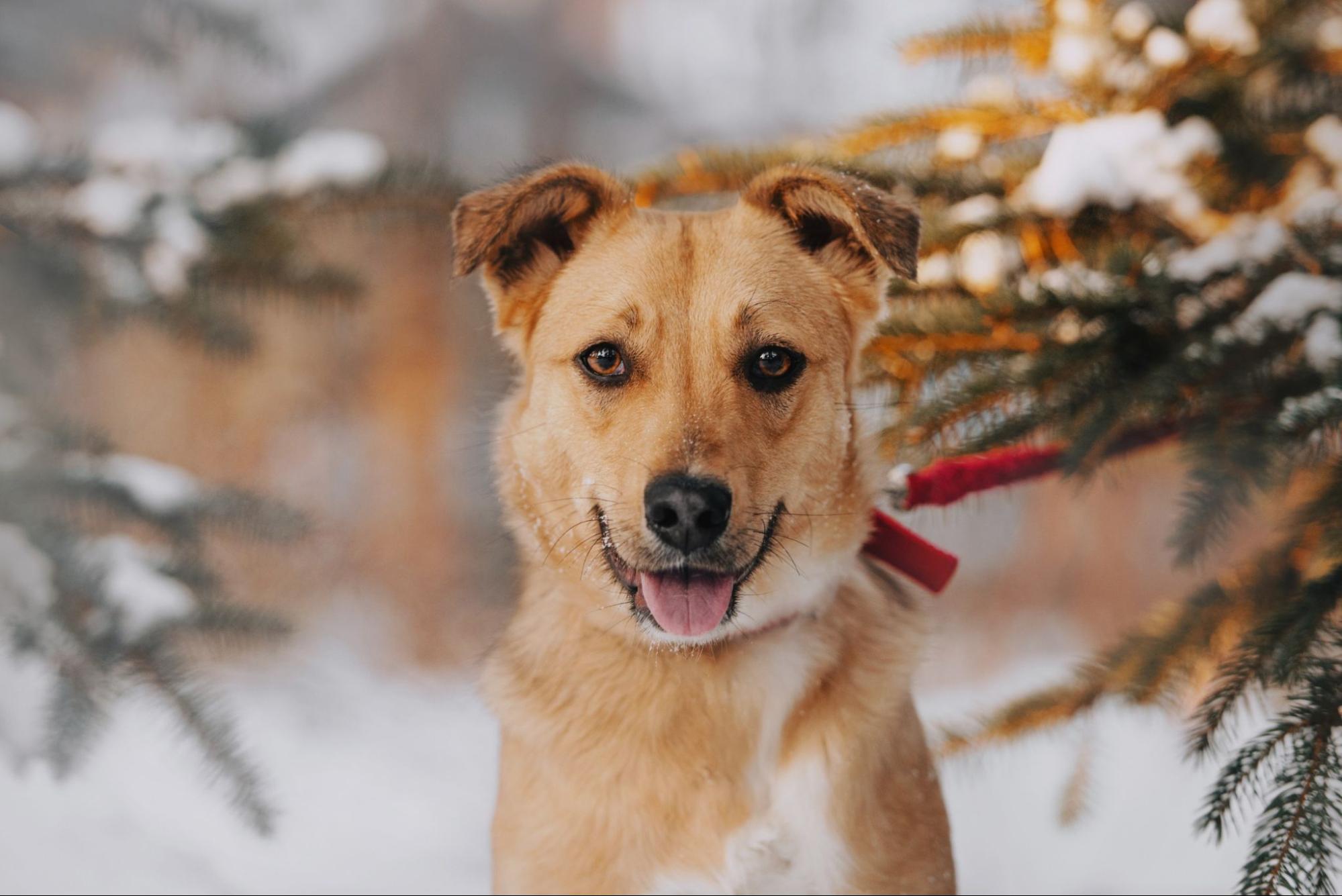 犬、雪、野外