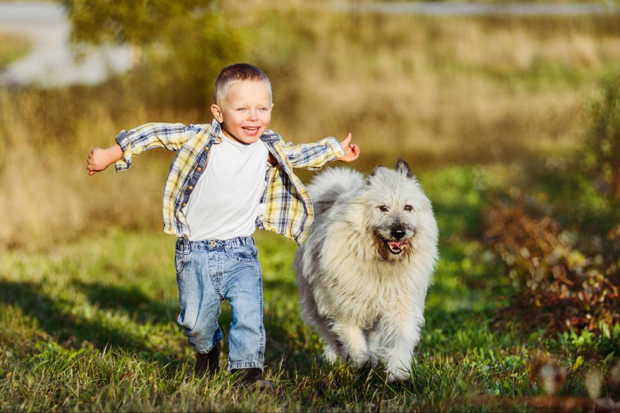 犬、子供、芝生、走る