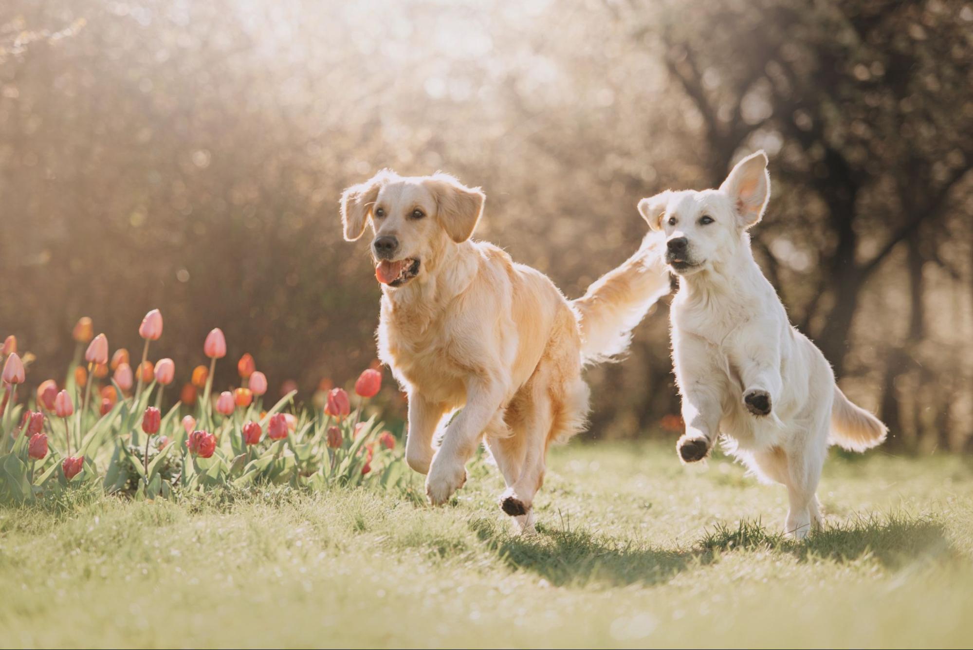 犬、2匹、チューリップ、野外