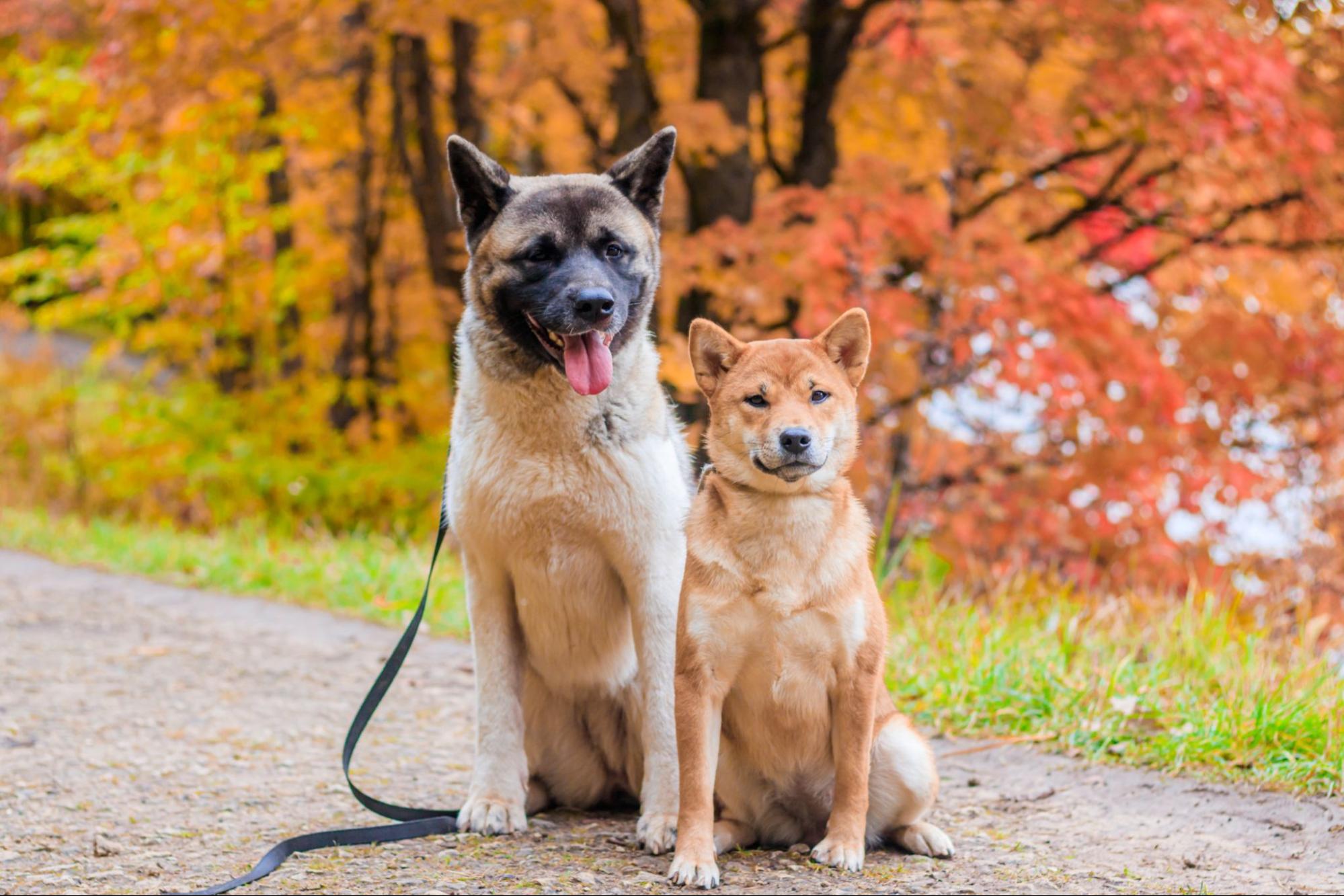 紅葉、犬、2匹