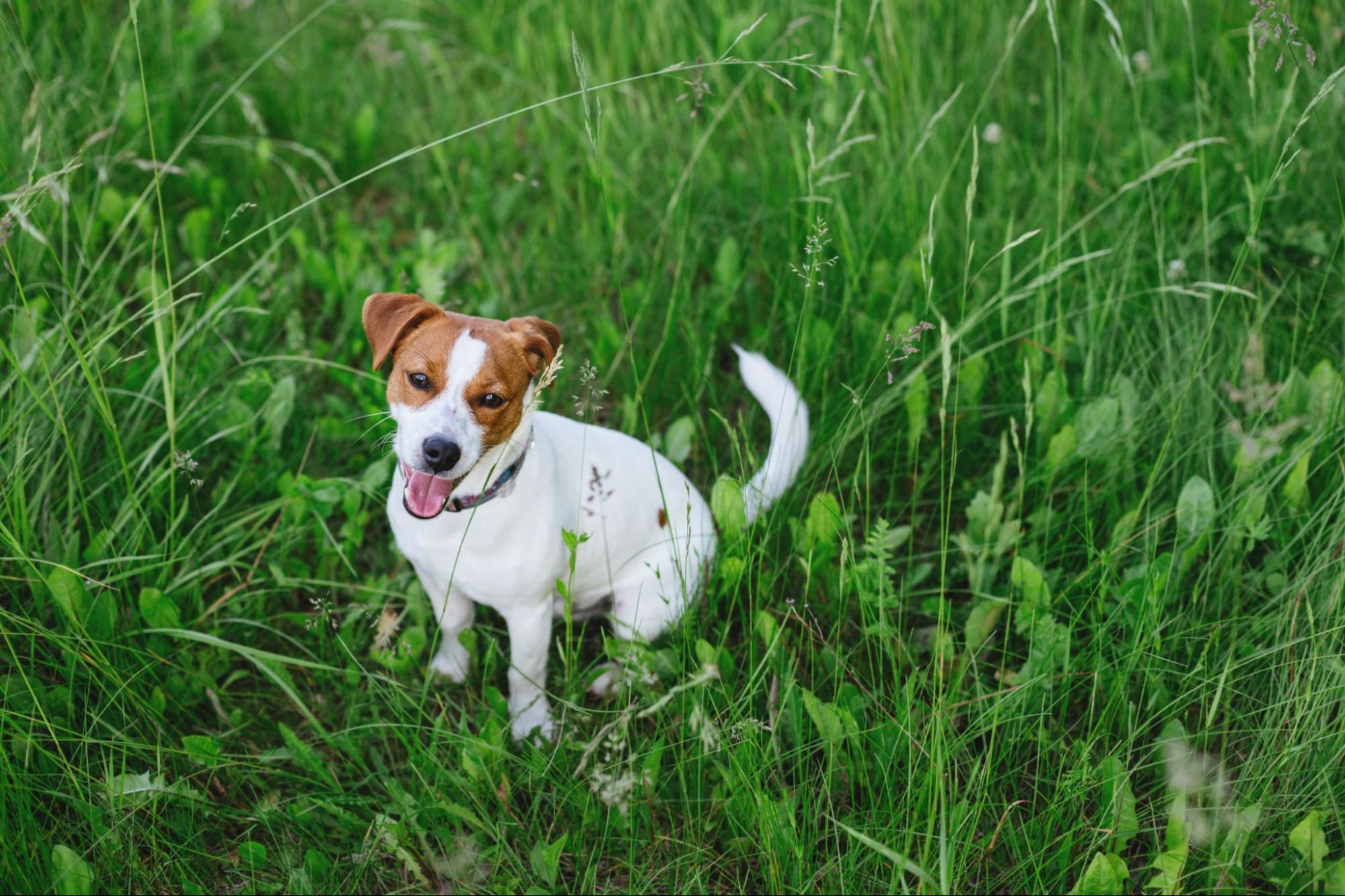 犬