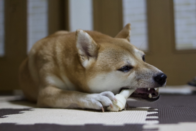 骨を噛む柴犬