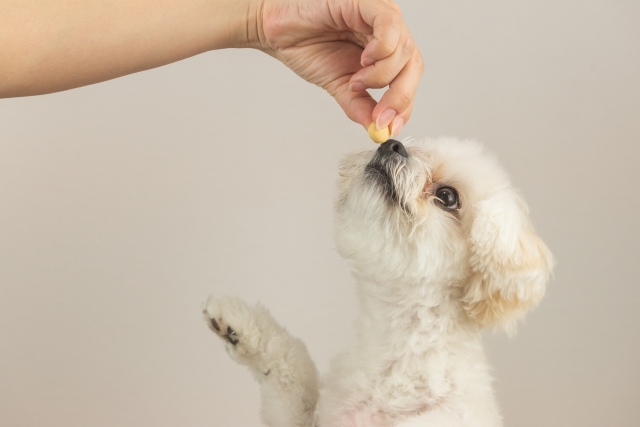 餌を食べようとする子犬