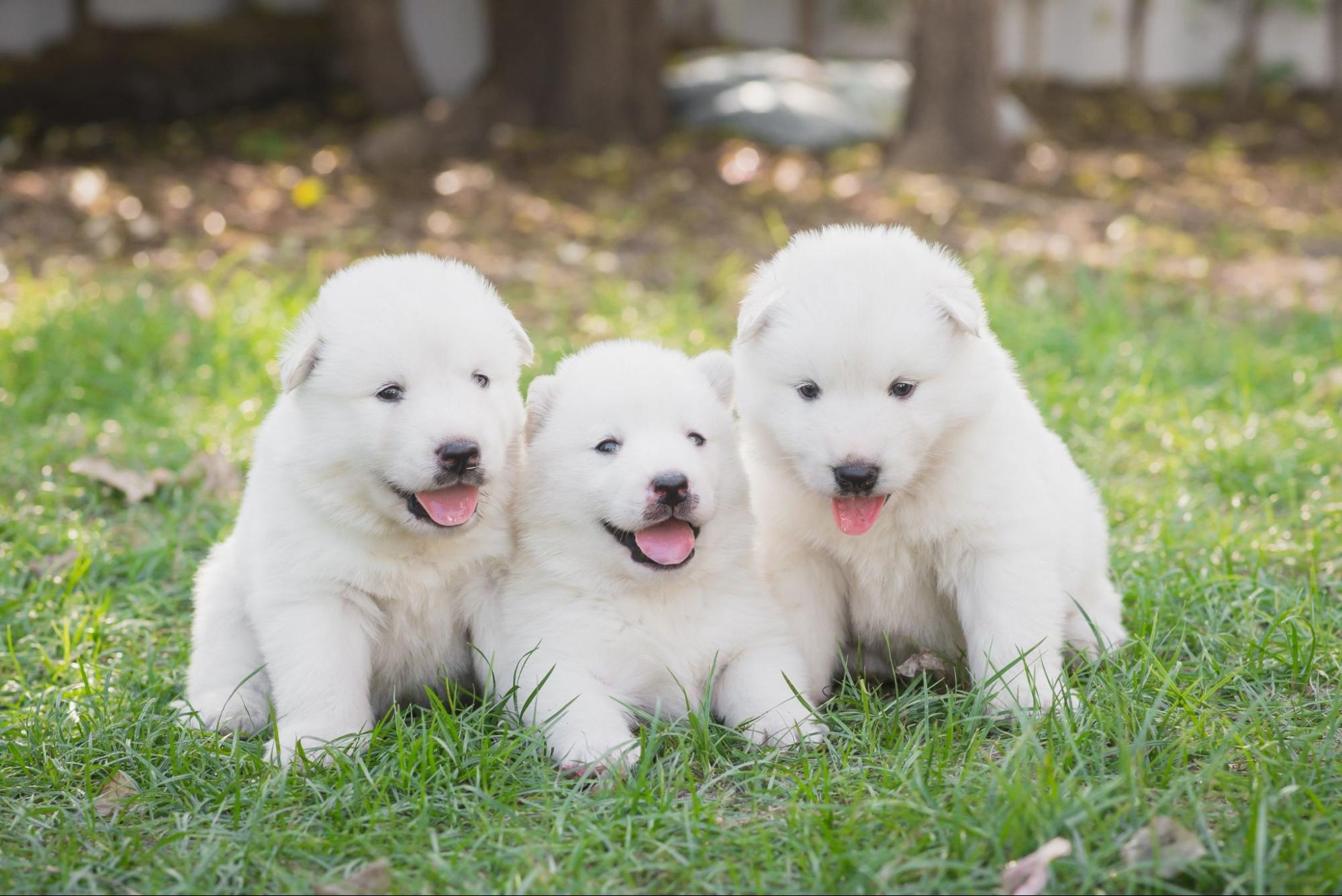 ハスキー、子犬、3匹、野外